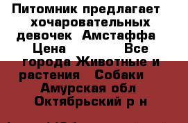 Питомник предлагает 2-хочаровательных девочек  Амстаффа › Цена ­ 25 000 - Все города Животные и растения » Собаки   . Амурская обл.,Октябрьский р-н